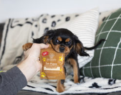 What You Should Know About CBD For Pets
