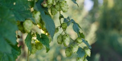 Brewing Industry Guide: Soluble Hop Products – Disruptive Technology? by Stan Hieronymus